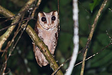 General knowledge about Oriental bay owl
