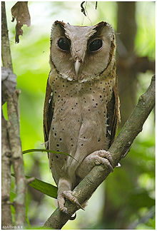 Sri Lanka bay owl