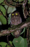 General knowledge about Andaman scops owl