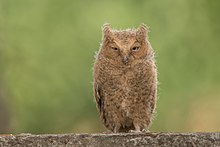 General knowledge about Mountain scops owl