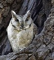 General knowledge about Indian scops owl