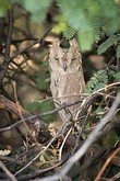 General knowledge about Pallid scops owl