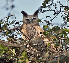General knowledge about Dusky eagle-owl