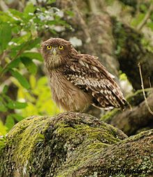 General knowledge about Brown fish owl