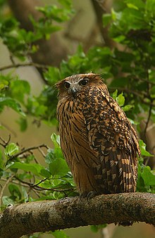 General knowledge about Tawny fish owl