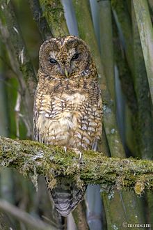 General knowledge about Himalayan owl
