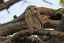 General knowledge about Spotted owlet