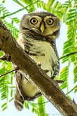 General knowledge about Forest owlet