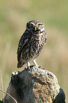 General knowledge about Little owl