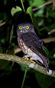 General knowledge about Andaman hawk-owl