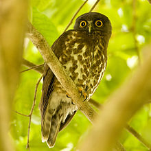 General knowledge about Brown hawk-owl