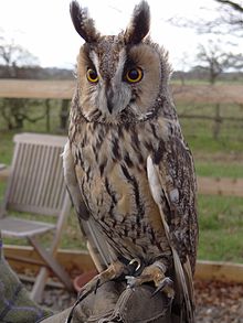 General knowledge about Long-eared owl