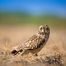 General knowledge about Short-eared owl