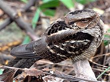General knowledge about Large-tailed nightjar