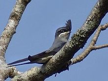 General knowledge about Crested treeswift