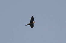 General knowledge about Indian swiftlet