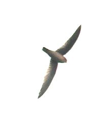 General knowledge about Himalayan swiftlet