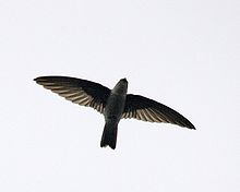 General knowledge about Edible-nest swiftlet