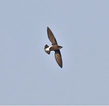 General knowledge about Silver-backed needletail