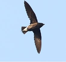 General knowledge about Brown-backed needletail
