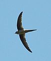 General knowledge about Asian palm swift