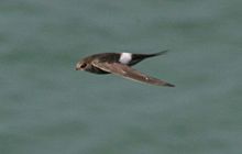 General knowledge about Pacific swift