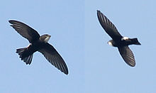 General knowledge about House swift