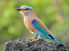 General knowledge about Indian roller