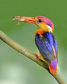 General knowledge about Oriental dwarf kingfisher