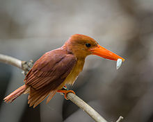 General knowledge about Ruddy kingfisher