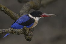 General knowledge about Black-capped kingfisher