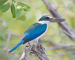 General knowledge about Collared kingfisher