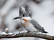 General knowledge about Crested kingfisher