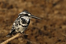General knowledge about Pied kingfisher