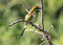 General knowledge about Green bee-eater