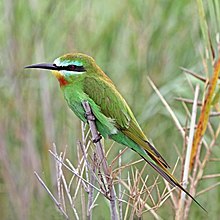 General knowledge about Blue-cheeked bee-eater