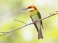 General knowledge about Chestnut-headed bee-eater