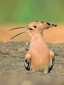 General knowledge about Hoopoe