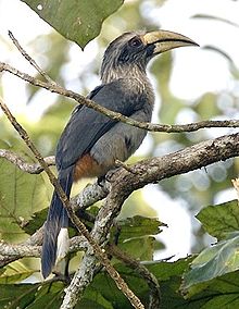 General knowledge about Malabar grey hornbill