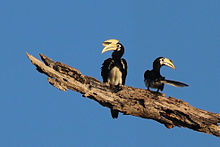General knowledge about Oriental pied hornbill