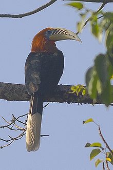General knowledge about Rufous-necked hornbill