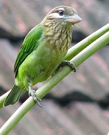 General knowledge about White-cheeked barbet