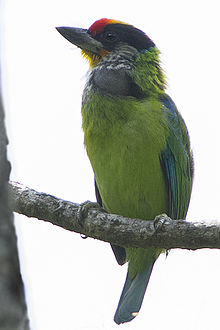 General knowledge about Golden-throated barbet