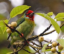 General knowledge about Malabar barbet