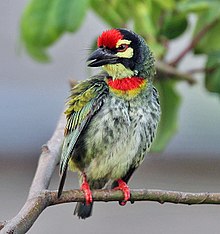 General knowledge about Coppersmith barbet