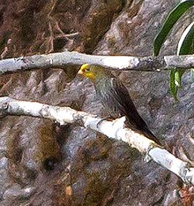 General knowledge about Yellow-rumped honeyguide