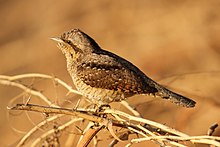 General knowledge about Eurasian wryneck