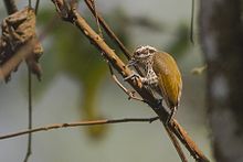 General knowledge about Speckled piculet