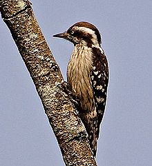 General knowledge about Brown-capped pygmy woodpecker