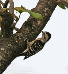 General knowledge about Grey-capped pygmy woodpecker